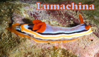 Nudibranco